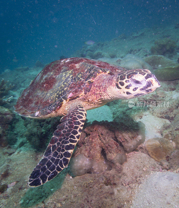 动物行为:极度濒危物种玳瑁海龟(Eretmochelys imbricata)